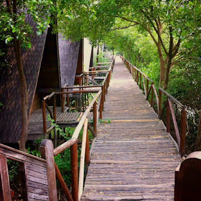 Indahnya Hutan Mangrove PIK + Ketahui Juga Lokasi, Harga Tiket Masuk, Rute, dan Penginapan Foto Hutan Mangrove PIK