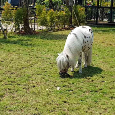 Spot Foto Kuda Pony Branchsto BSD Banten
